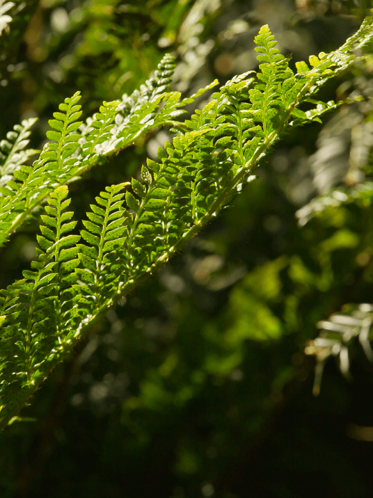 Polystichum aculeatum